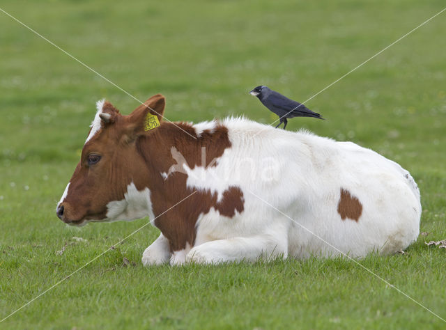 Eurasian Jackdaw (Corvus monedula)