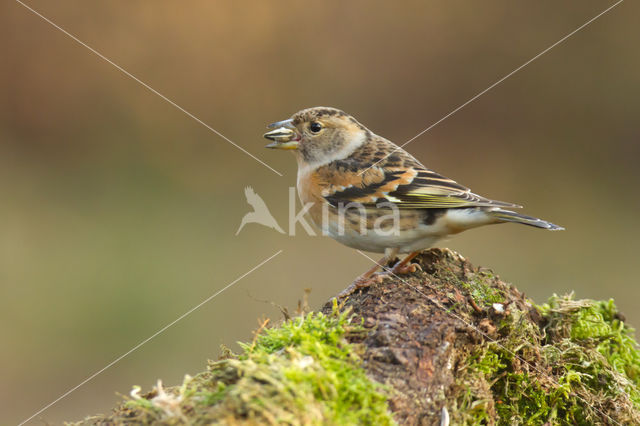 Keep (Fringilla montifringilla)