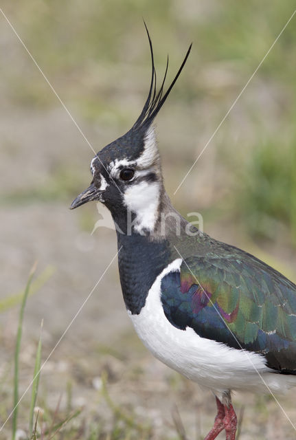 Kievit (Vanellus vanellus)