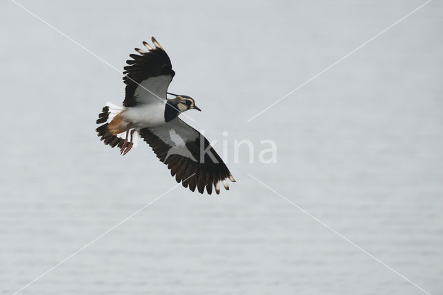 Lapwing (Vanellus vanellus)