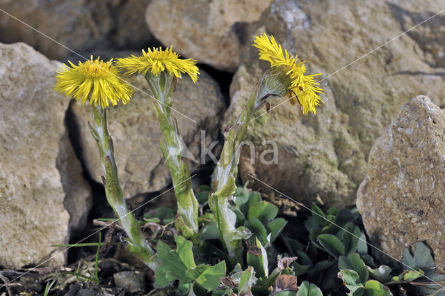 Klein hoefblad (Tussilago farfara)