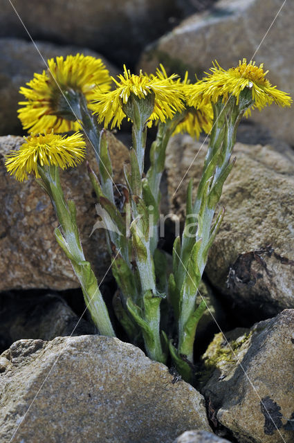 Klein hoefblad (Tussilago farfara)