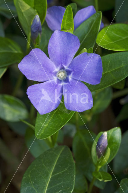 Kleine maagdenpalm (Vinca minor)