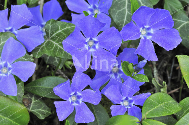 Lesser Periwinkle (Vinca minor)