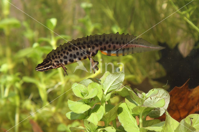 Kleine watersalamander (Triturus vulgaris)