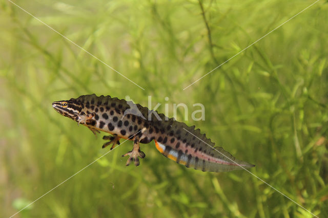 Kleine watersalamander (Triturus vulgaris)