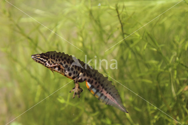 Kleine watersalamander (Triturus vulgaris)