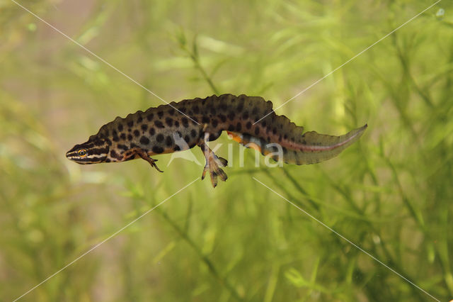 Kleine watersalamander (Triturus vulgaris)