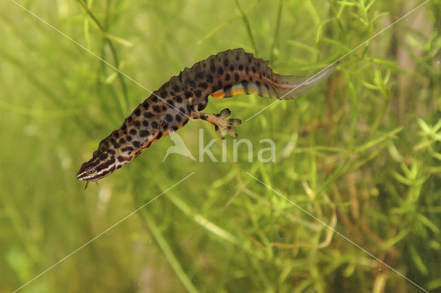 Kleine watersalamander (Triturus vulgaris)