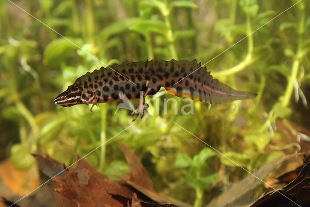 Kleine watersalamander (Triturus vulgaris)