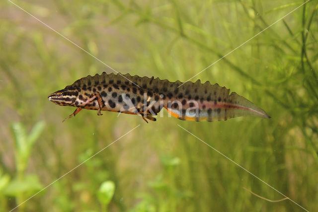 Kleine watersalamander (Triturus vulgaris)