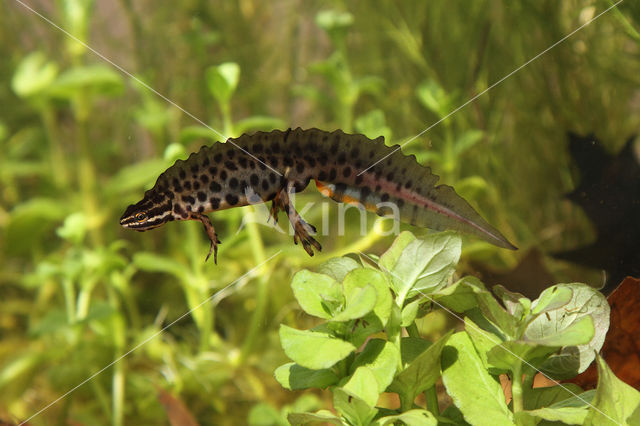 Kleine watersalamander (Triturus vulgaris)