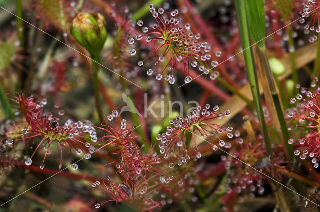 Oblong-leaved Sundew (Drosera intermedia)