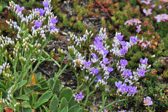 Kliflamsoor (Limonium binervosum)