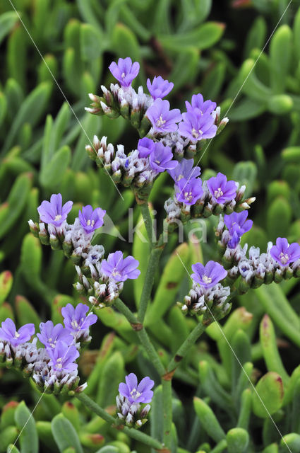 Kliflamsoor (Limonium binervosum)