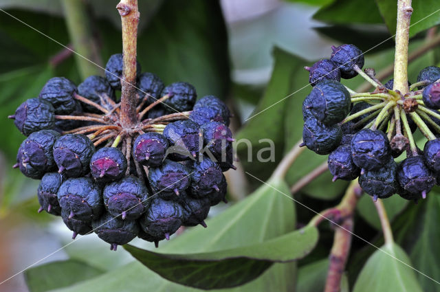 Klimop (Hedera helix)