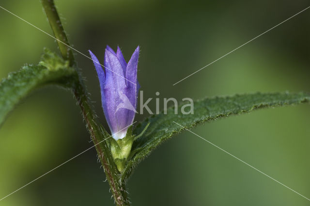 Clustered Bellflower (Campanula glomerata)