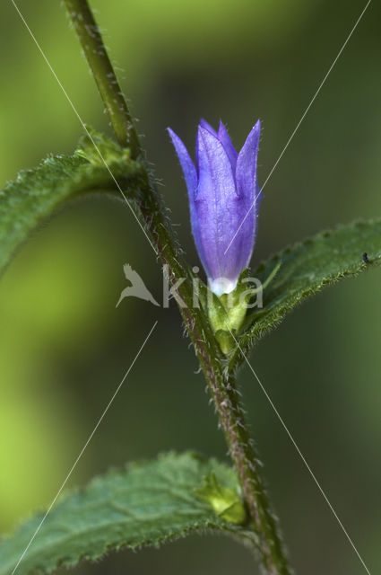 Clustered Bellflower (Campanula glomerata)