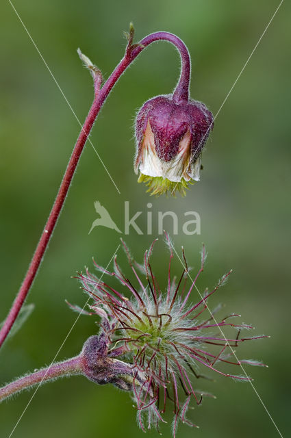Wateravens (Geum rivale)