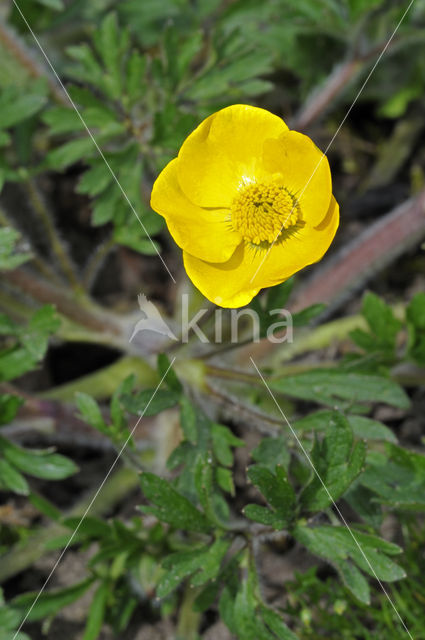 Bulbous Buttercup (Ranunculus bulbosus)