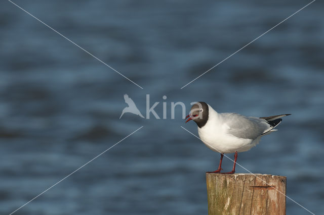 Black-headed Gull (Larus ridibundus)