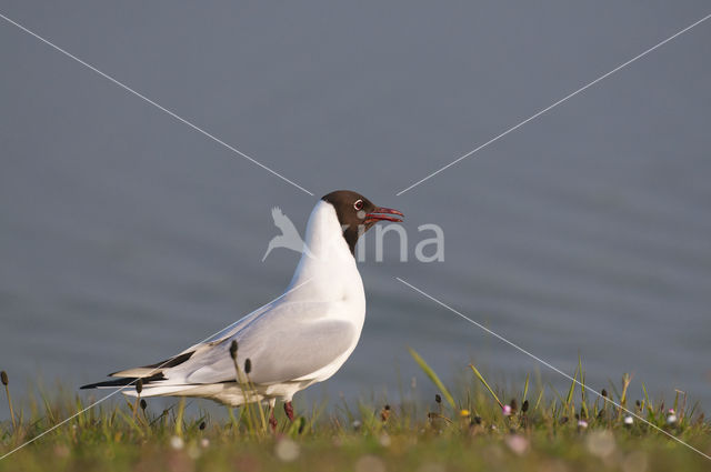 Black-headed Gull (Larus ridibundus)