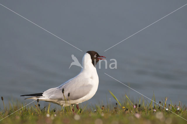 Black-headed Gull (Larus ridibundus)