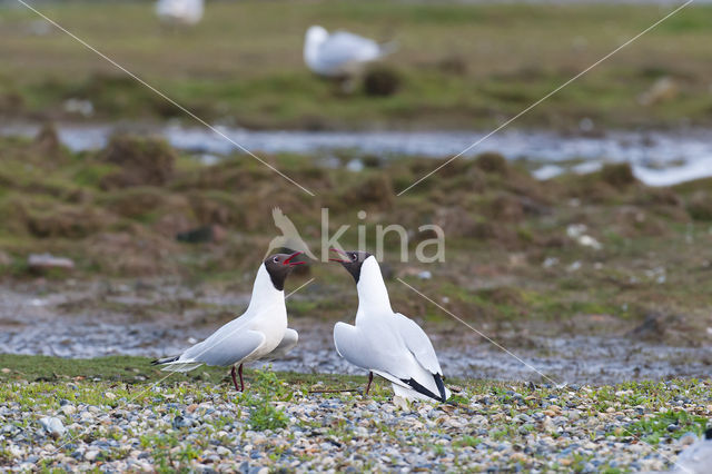 Black-headed Gull (Larus ridibundus)