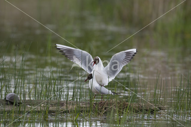 Black-headed Gull (Larus ridibundus)