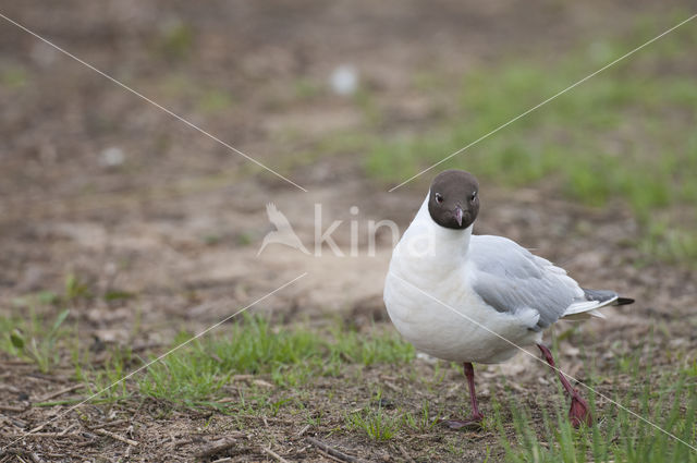 Black-headed Gull (Larus ridibundus)