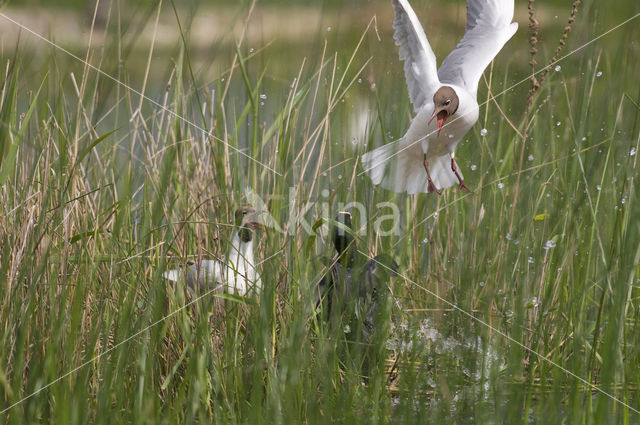 Black-headed Gull (Larus ridibundus)