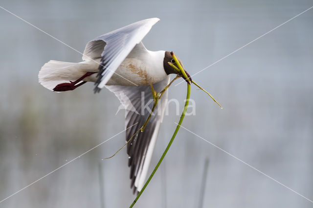 Black-headed Gull (Larus ridibundus)