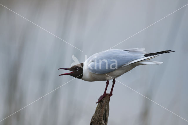 Black-headed Gull (Larus ridibundus)