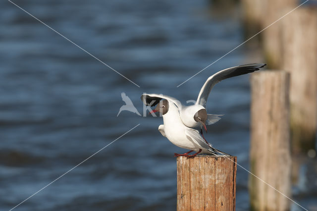 Black-headed Gull (Larus ridibundus)