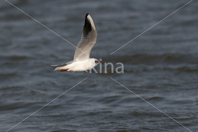 Black-headed Gull (Larus ridibundus)