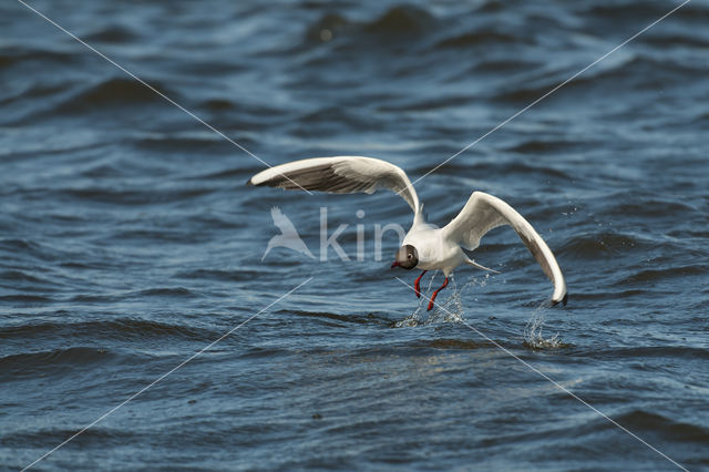 Black-headed Gull (Larus ridibundus)