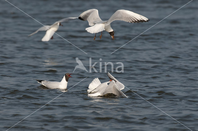 Black-headed Gull (Larus ridibundus)