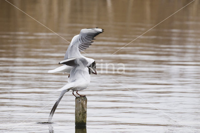 Black-headed Gull (Larus ridibundus)