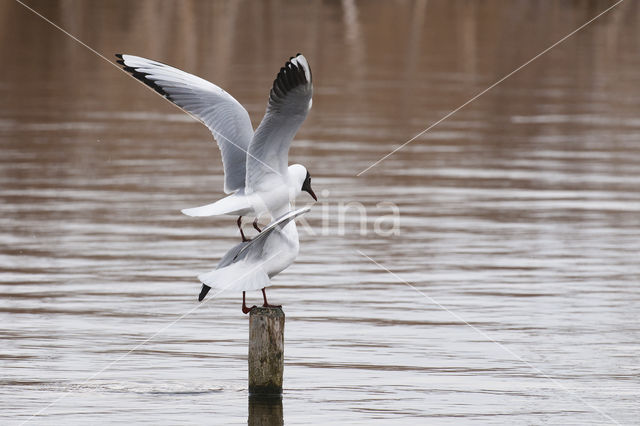 Black-headed Gull (Larus ridibundus)