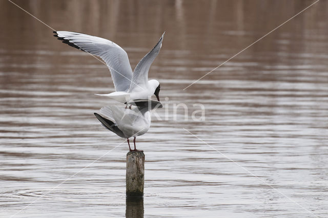 Black-headed Gull (Larus ridibundus)