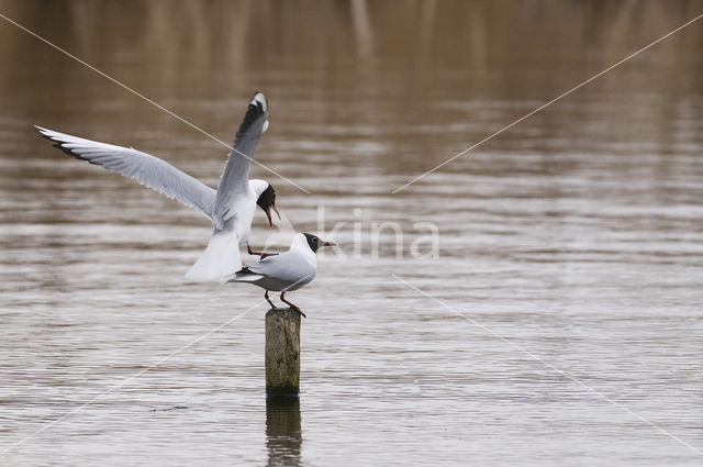 Black-headed Gull (Larus ridibundus)