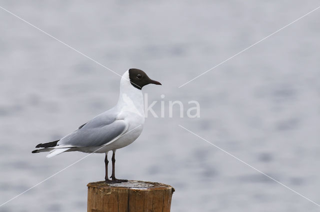 Black-headed Gull (Larus ridibundus)