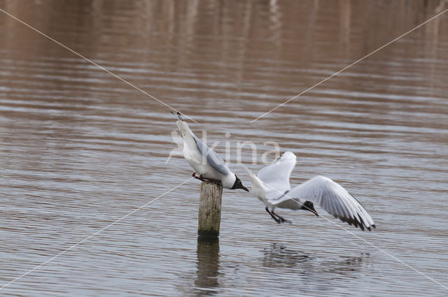 Black-headed Gull (Larus ridibundus)