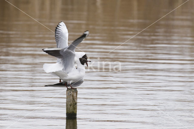 Black-headed Gull (Larus ridibundus)