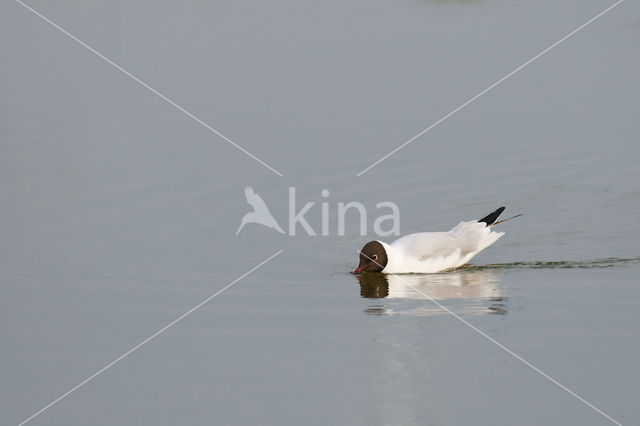 Black-headed Gull (Larus ridibundus)