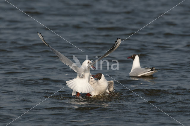 Black-headed Gull (Larus ridibundus)