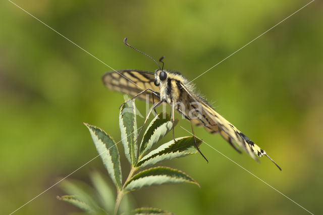 Koningspage (Iphiclides podalirius)