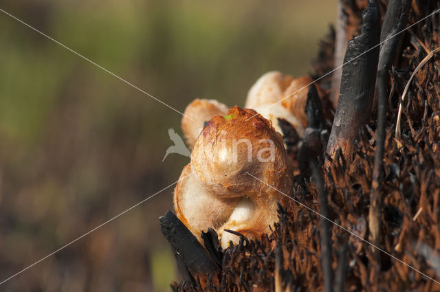 Koningsvaren (Osmunda regalis)