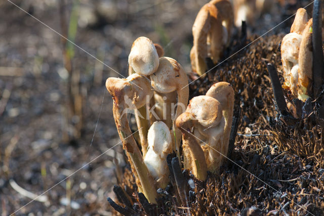 Koningsvaren (Osmunda regalis)