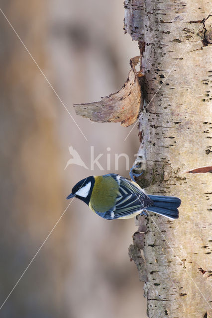 Great Tit (Parus major)